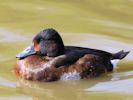 Baer's Pochard (WWT Slimbridge April 2013) - pic by Nigel Key